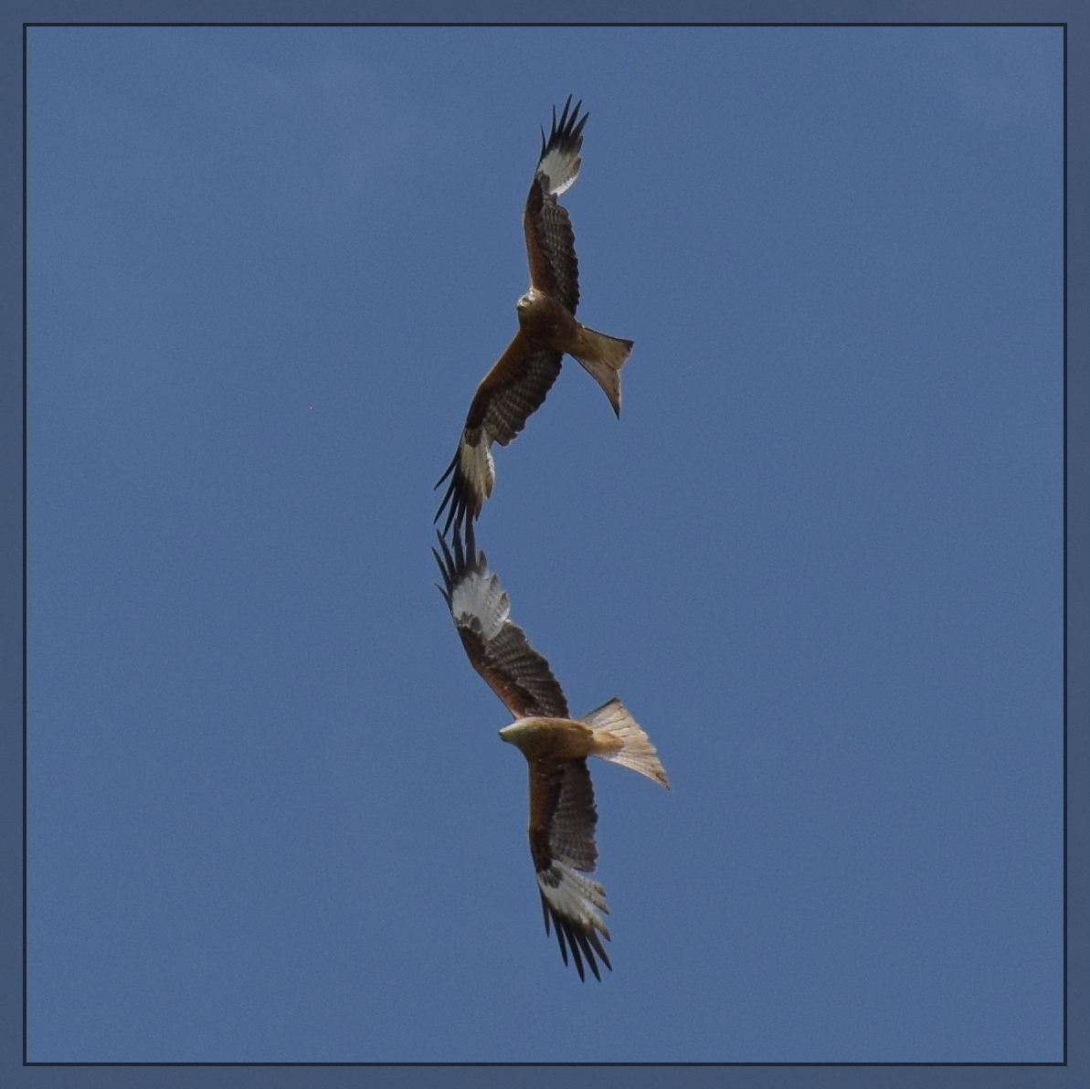 Im Vorprogramm noch eine Flugshow mit zwei Rotmilanen. Wilchingen, Mai 2025.