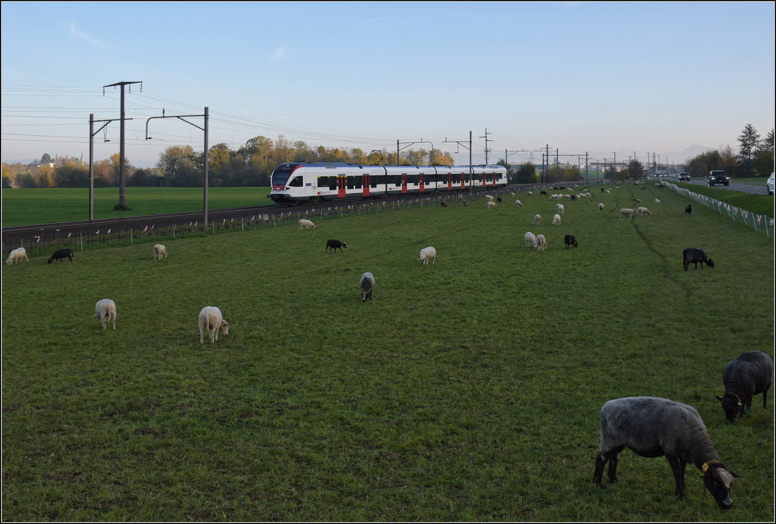 Aargauische Südbahn.

RABe 523 009 bei Boswil. November 2024.