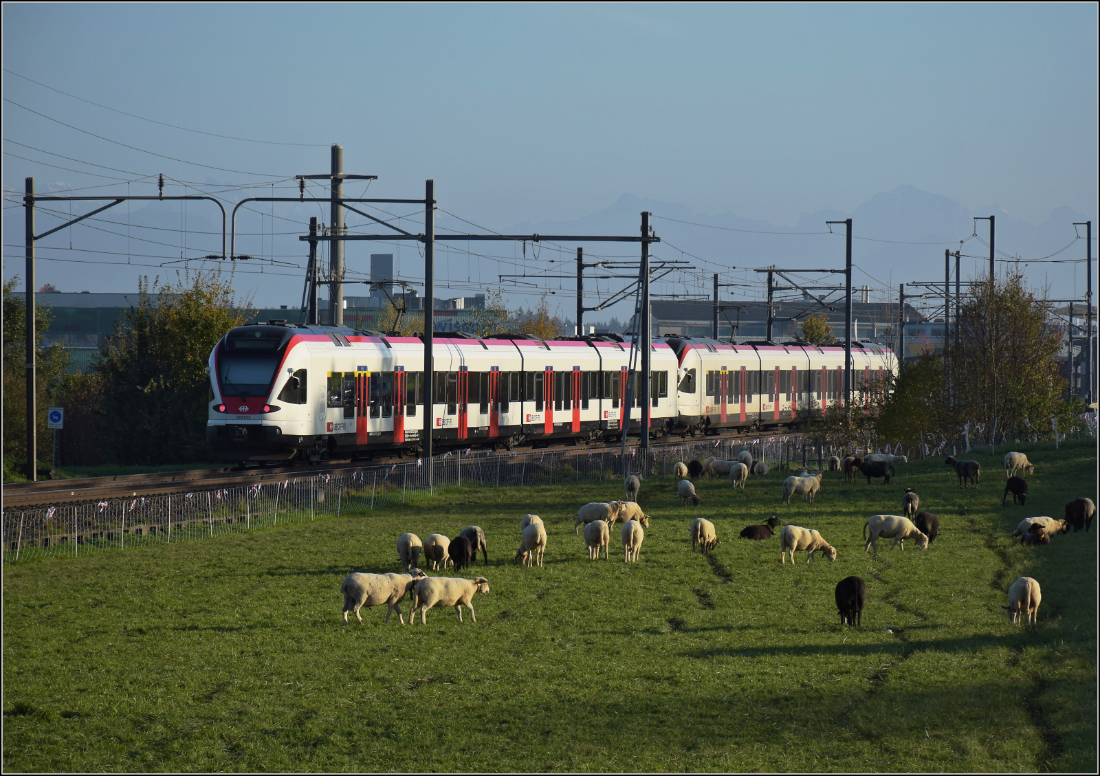 Aargauische Südbahn.

RABe 523 036 und RABe 523 032 bei Boswil. November 2024.