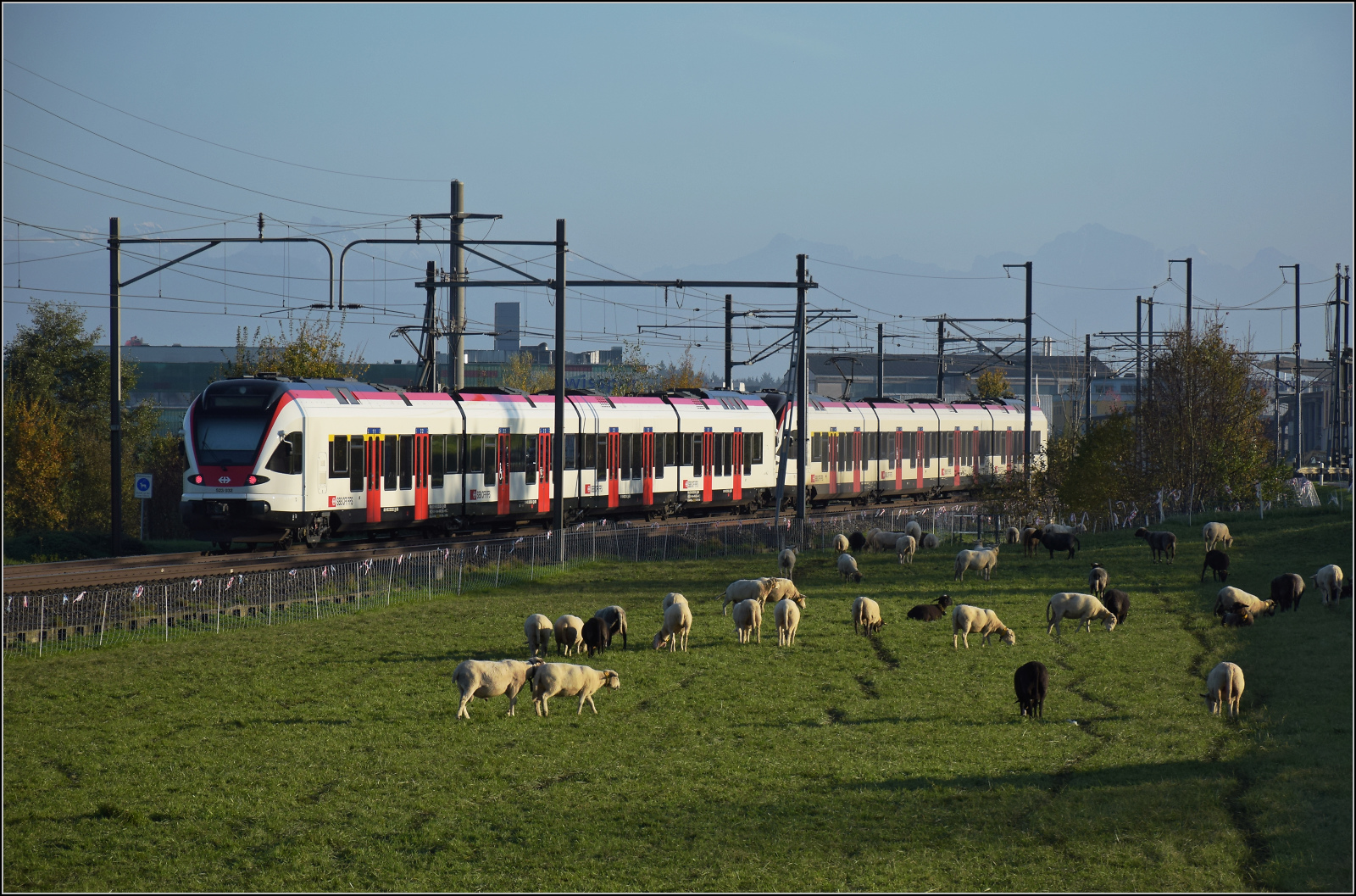 Aargauische Südbahn.

RABe 523 036 und RABe 523 032 bei Boswil. November 2024.