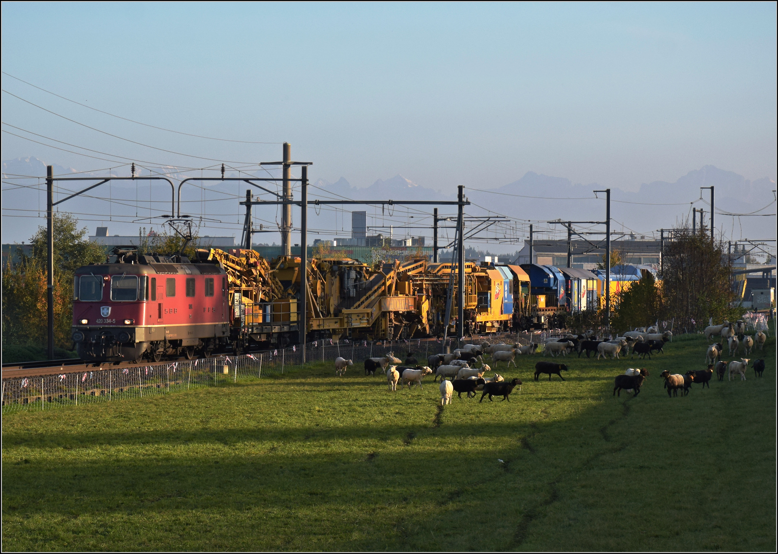 Aargauische Südbahn.

Re 4/4 II 11334 mit einem Bauzug von Scheuchzer scheuch(z)t die Schäfli bei Boswil von der Weide. November 2024.