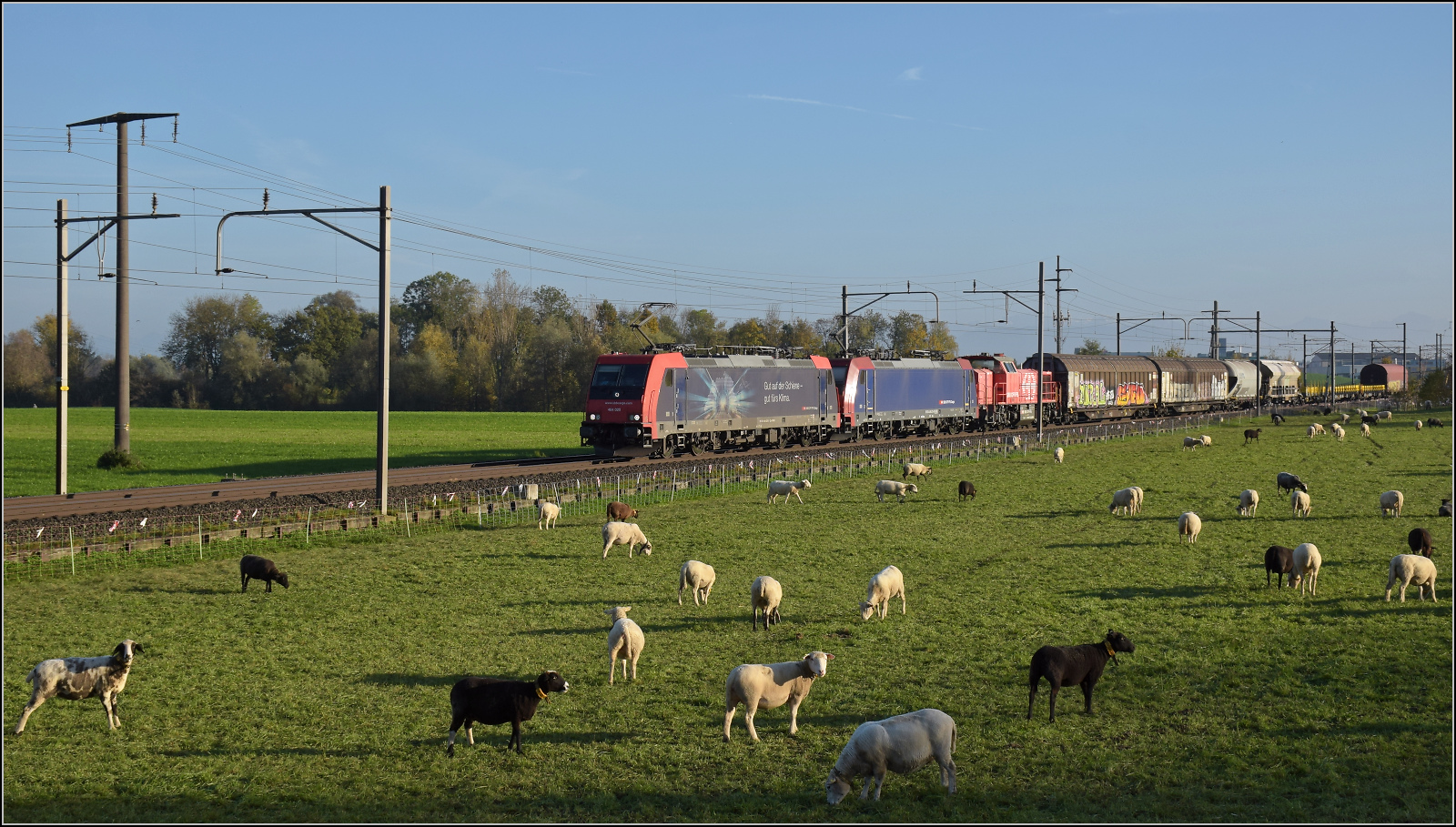 Aargauische Südbahn.

Re 484 020 'Gut für's Klima' und Re 484 013 nehmen in ihrem Zug Am 843 017 mit. Boswil, November 2024.