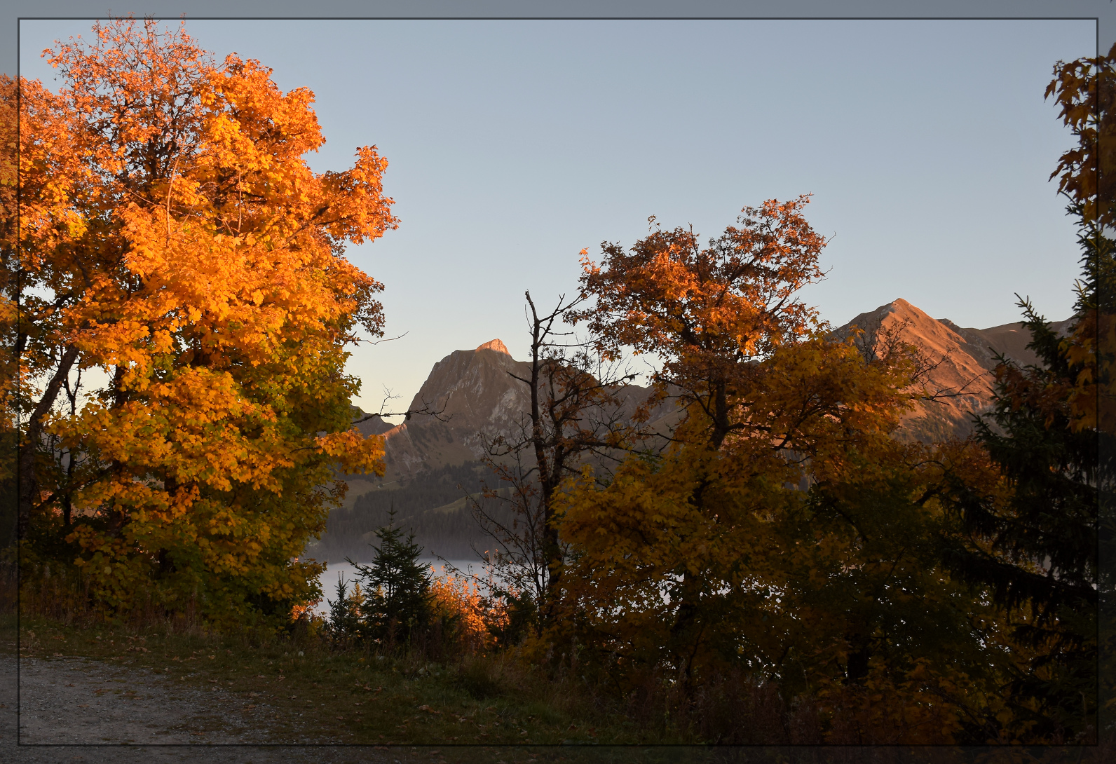 Ausklang eines hochnebligen Tages.

Blick auf den Gantrisch von der Strasse an der Flanke der Schüpfeflue. Bunte Blätter im gleichfarbigen Licht, damit ist die Kamera völlig überfordert. Oktober 2025.
