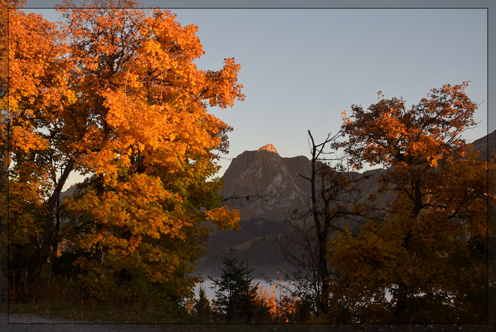 Ausklang eines hochnebligen Tages.

Blick auf den Gantrisch von der Strasse an der Flanke der Schüpfeflue. Bunte Blätter im gleichfarbigen Licht, damit ist die Kamera völlig überfordert. Oktober 2025.