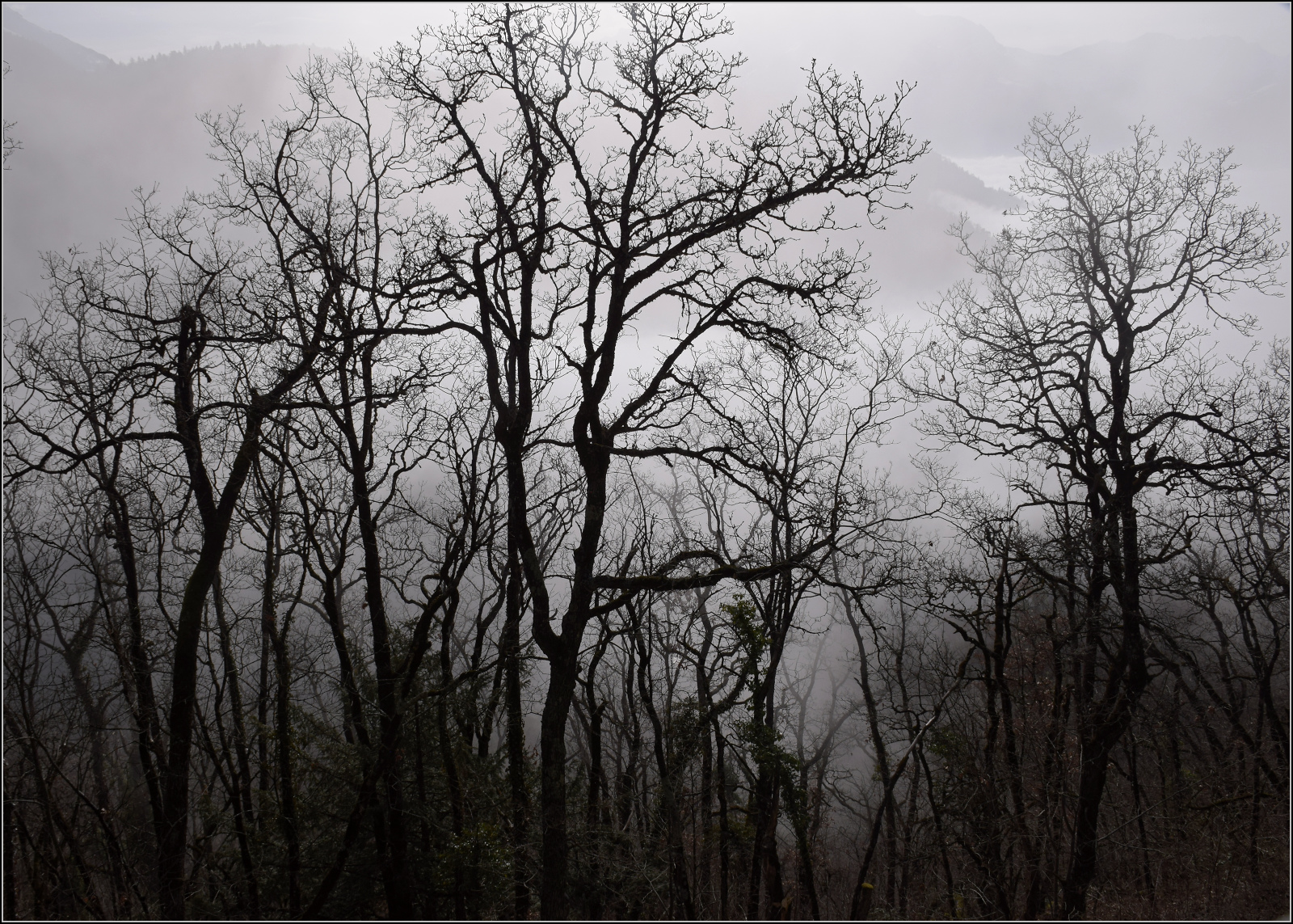 BDeh 4/4 313 bringt den Zug mit Bt 351 und Bt 362 nach Aigle. Ein paar Eindr�cke von der Strecke. Vor Aigle taucht man in den jahreszeit�blichen Hochnebel ein. Janaur 2026.