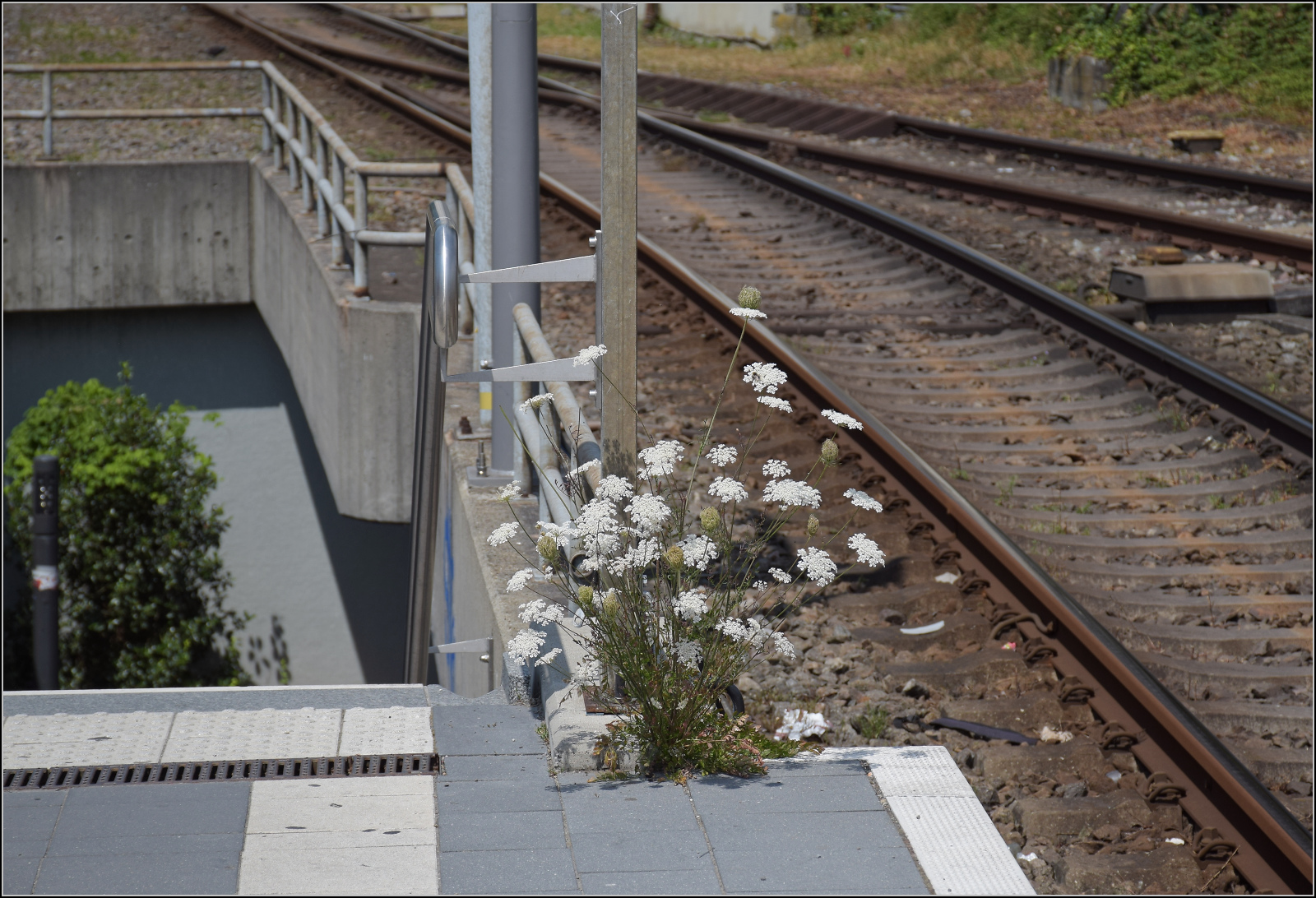 Die Bahnsteigsbotanik soll auch mal gewrdigt werden, wenn sie schon sich um schne Blten bemht. Konstanz, Juli 2025.