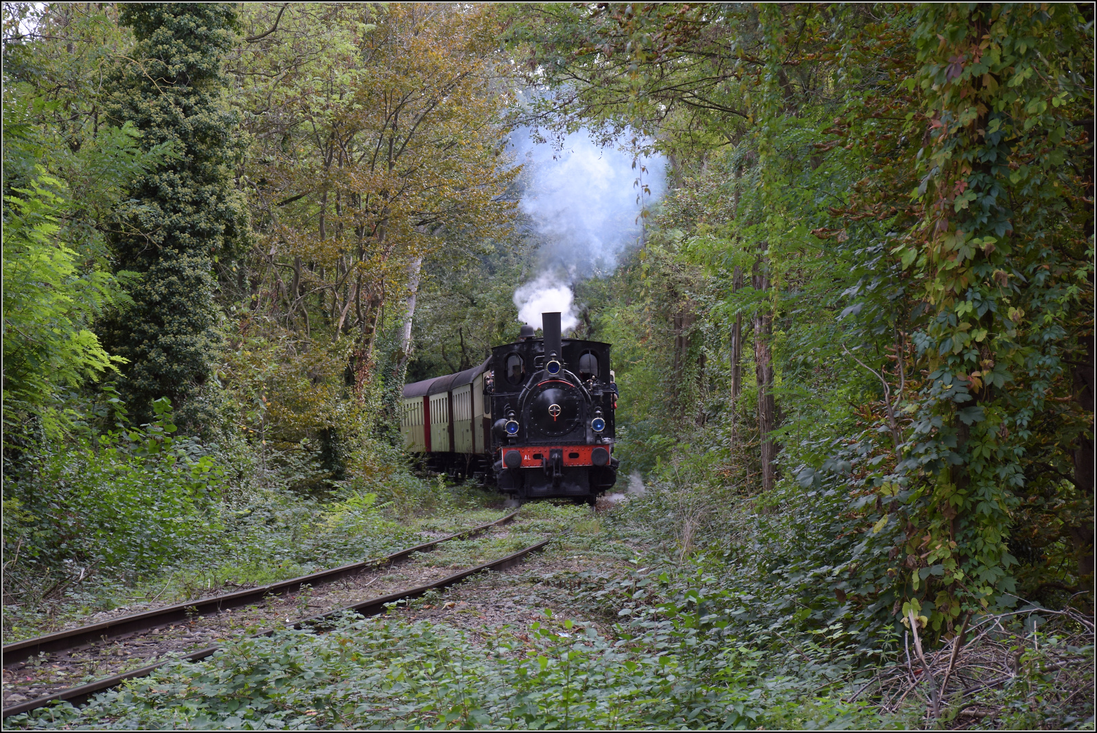 Im Elsässer Ried mit der CFTR.

030 TB 134  Theodor  im Wald bei Biesheim. September 2024.