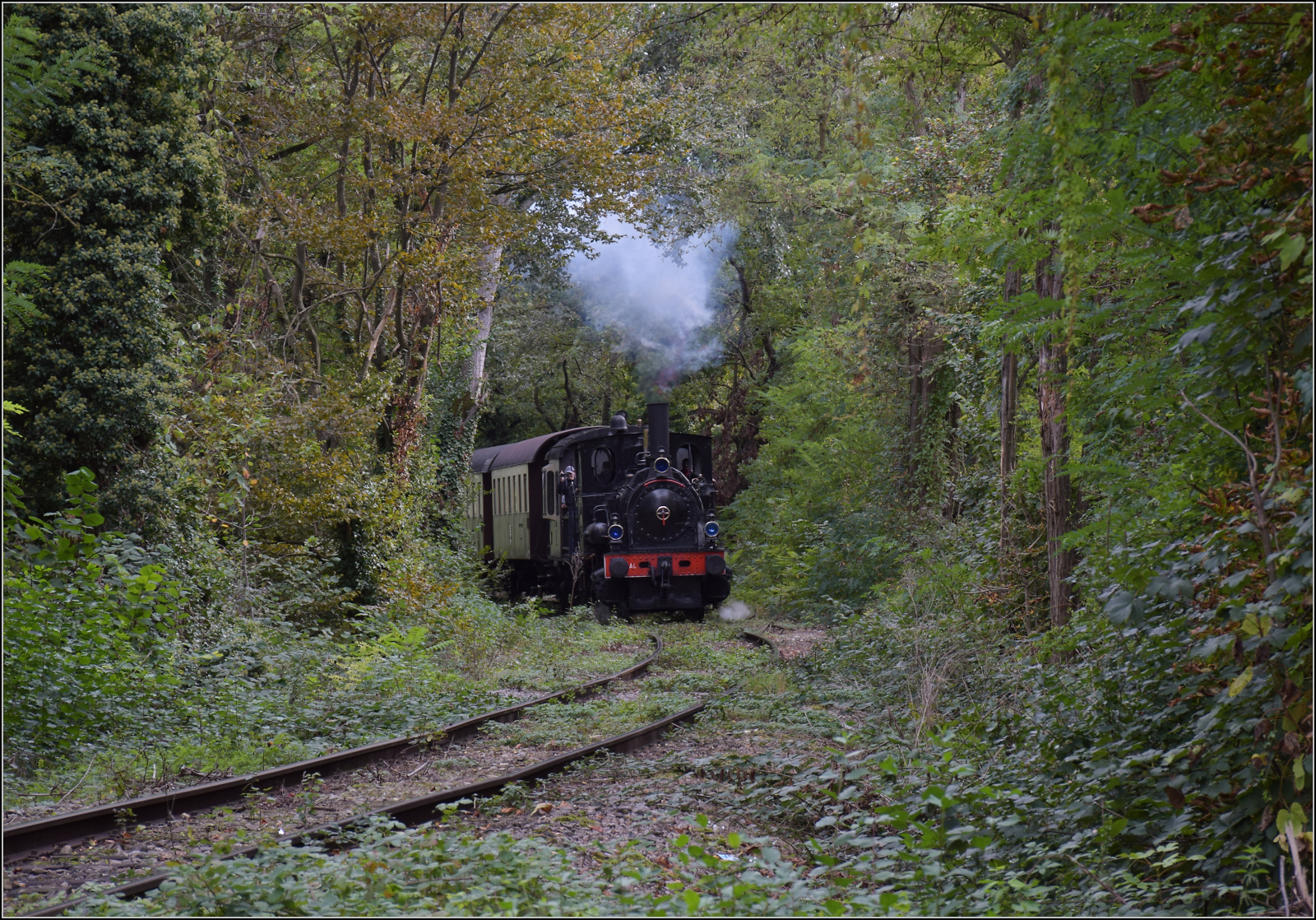 Im Elsässer Ried mit der CFTR.

030 TB 134  Theodor  im Wald bei Biesheim. September 2024.