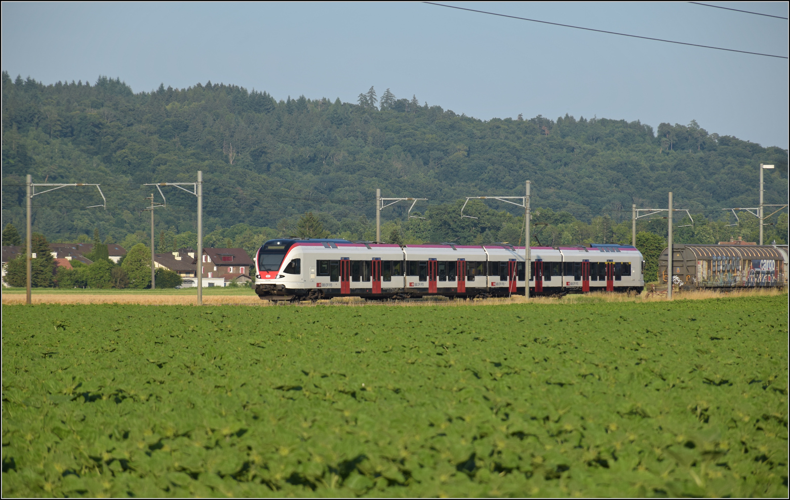 RABe 523 036 'Sins' bei Hendschiken, Juni 2025.