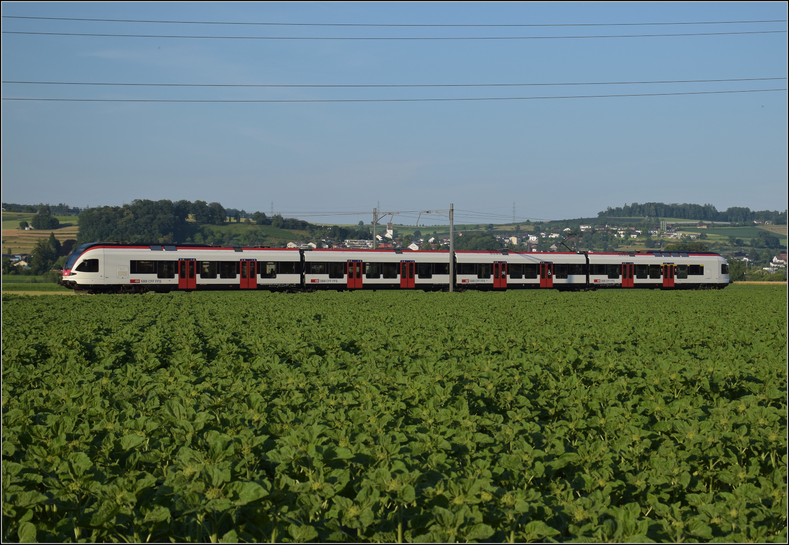 RABe 523 036 'Sins' bei Hendschiken, Juni 2025.
