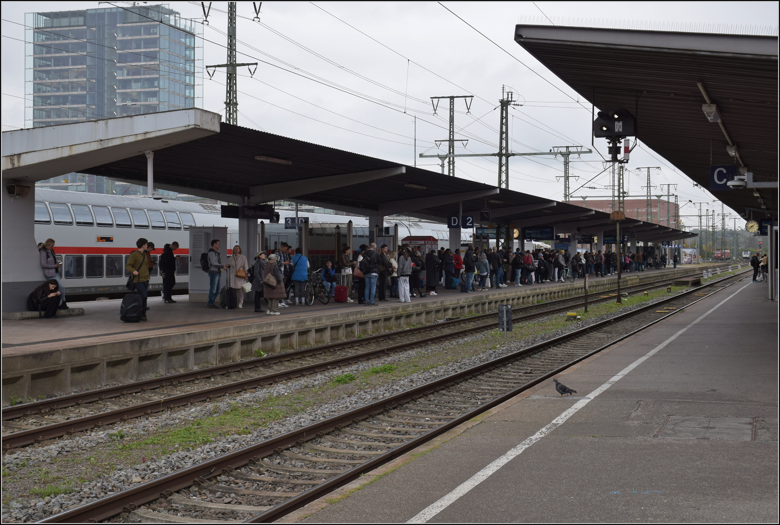 Wieder mal der große Plan in Singen. Eine riesige Meute für wieder mal nur einen einzelnen überforderten Seehas. Oktober 2026.