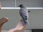 (152'739) - Ein Vogel mitten in Chicago am 14.