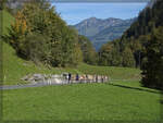 Alpabzug am Kl�ntalersee. September 2026.