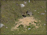 Hier ist das gef�hrliche Tierchen. Albulapass, September 2026.