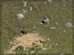 Hier ist das gef�hrliche Tierchen. Albulapass, September 2026.