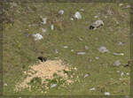 Hier ist das gef�hrliche Tierchen. Albulapass, September 2026.