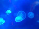 (190'488) - Im Sea Life am 19.