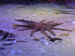 (190'408) - Im Sea Life am 19.