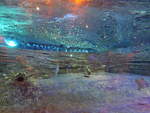 (190'425) - Im Sea Life am 19.