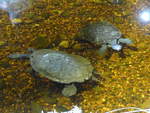 (190'458) - Zwei Schildkrten im Sea Life am 19.