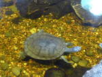 (190'459) - Schildkrte im Sea Life am 19.