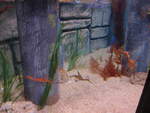 (190'464) - Im Sea Life am 19.
