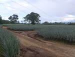 (212'340) - Ananas-Plantage am 24.