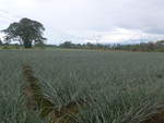 (212'341) - Ananas-Plantage am 24.