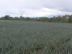 (212'342) - Ananas-Plantage am 24.