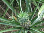 (212'358) - Heranwachsende Ananas auf der Ananas-Plantage am 24. November 2019 in La Fortuna, Pineapple Farm