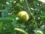 (211'636) - Limone am 19.