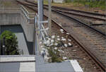 Die Bahnsteigsbotanik soll auch mal gewrdigt werden, wenn sie schon sich um schne Blten bemht.