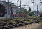 363 115, 363 149 und 363 628 weit weg im Kräutergarten Frankfurt. Juli 2024.