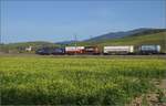 Markgrfler Land im Wettstreit zwischen Frhling und Herbst. 

193 532 'Rhein' fr die SBB bei Auggen. Oktober 2023.