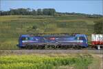 Markgrfler Land im Wettstreit zwischen Frhling und Herbst. 

193 532 'Rhein' fr die SBB bei Auggen. Oktober 2023.