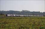 Markgrfler Land im Wettstreit zwischen Frhling und Herbst. 

193 532 'Rhein' fr die SBB bei Auggen. Oktober 2023.