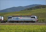 Markgrfler Land im Wettstreit zwischen Frhling und Herbst. 

Silverpiercer 193 108 'Bieler See' fr die SBB bei Auggen. Oktober 2023.