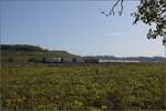 Markgräfler Land im Wettstreit zwischen Frühling und Herbst. 

Blackpiercer 193 658 'Vierwaldstätter See' für die SBB bei Auggen. Oktober 2023.