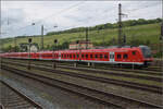 Zwei Möpse in Würzburg.