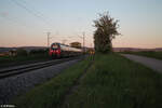 442 810 als RE50 58428 Regensburg - Nürnberg bei Pölling. 14.05.24