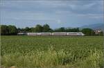 kbs-702-offenburg-basel-rheintalbahn/777595/412-063-bei-taucht-bei-buggingen 412 063 bei taucht bei Buggingen auf, während das Feld belebt ist. Juni 2022.