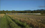 463 006 und 463 002 nordw�rts bei Buggingen. September 2026.