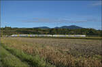463 023 und 463 019 nordw�rts bei Buggingen. September 2026.