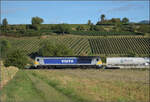 264 003 f�hrt den B�umlezug durchs Markgr�flerland unter Fahrdraht nordw�rts. Buggingen, September 2026.