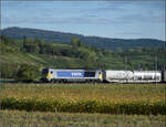264 003 f�hrt den B�umlezug durchs Markgr�flerland unter Fahrdraht nordw�rts. Buggingen, September 2026.