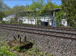 Relikte der Elektrifizierung von S�ckingen, eine Oberleitung wurde bereits 1913 gleichzeitig mit der Einf�hrung des deutschen Bahnstroms hier erstellt. Die ignoranten Bahnverwaltungen von Reichsbahn, Bundesbahn und Deutscher Bahn brauchten doch 113 Jahre, um einen Schritt zur�ck in die Zukunft zu wagen. Ab 2026 darf Bad S�ckingen endlich reelektrifiziert werden.