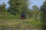 Im Elsässer Ried mit der CFTR.

030 TB 134  Theodor  in Volgelsheim. September 2024.