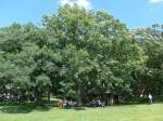 (152'675) - Steirer-Picnic unter Bumen am 13.