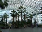(152'747) - Palmen im Navy Pier am 14.