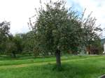 (153'889) - Apfelbaum am 16.